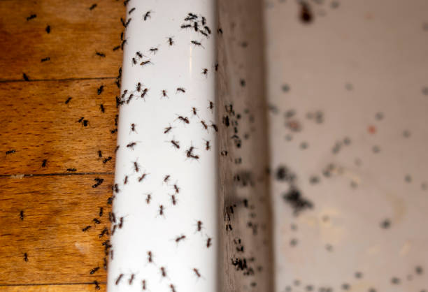 Trusted Barrington Hills, IL Pest Control Experts